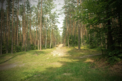 4320_gamma_debica_pl